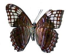 Imagem de <i>Adelpha demialba</i>