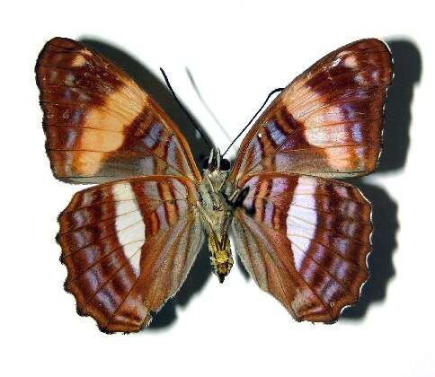 Image of Adelpha