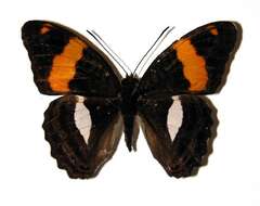 Image of Adelpha