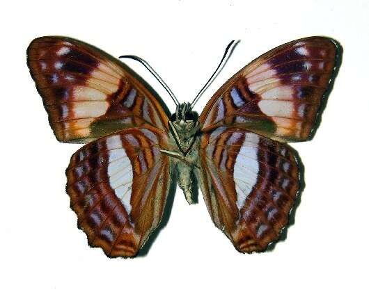 Image of Adelpha