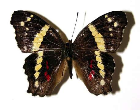 Image of Banded Peacock