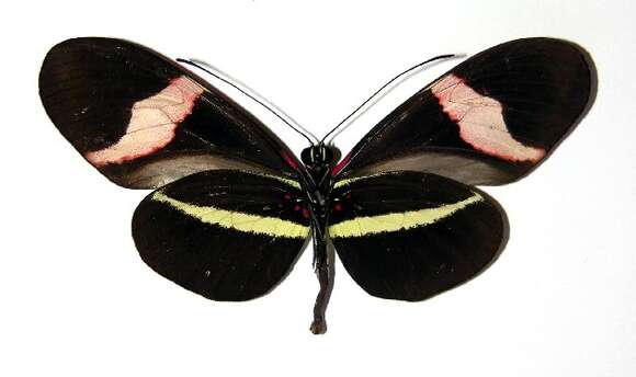 Image of Heliconius petiverana