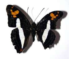 Image of <i>Adelpha barnesia leucas</i>