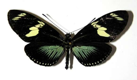 Image of Heliconius doris Linnaeus 1771