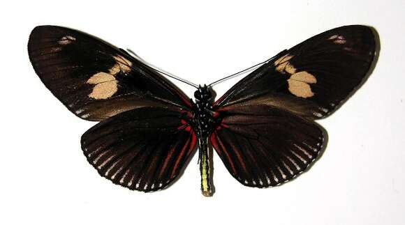 Image of Heliconius doris Linnaeus 1771