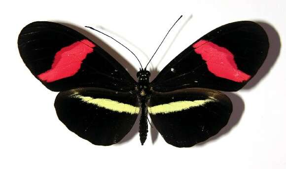 Image of Heliconius petiverana