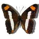 صورة <i>Adelpha iphicleola</i>