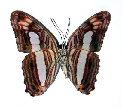 Imagem de <i>Adelpha iphicleola</i>