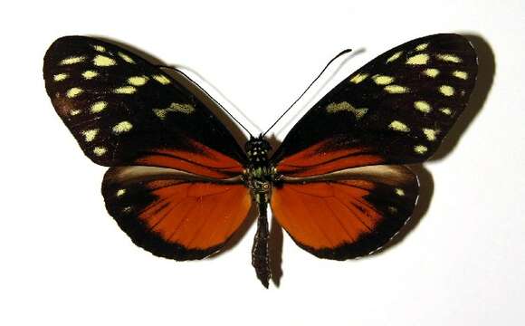 Image of Heliconius zuleika