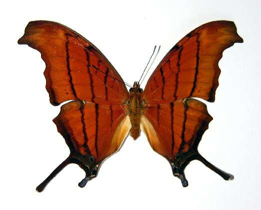 Image of Ruddy Daggerwing