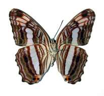 Imagem de <i>Adelpha iphicleola</i>