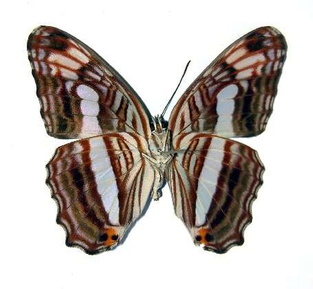 Imagem de <i>Adelpha iphicleola</i>