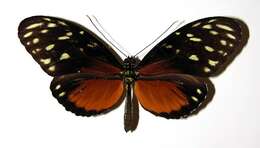 Image of Heliconius zuleika