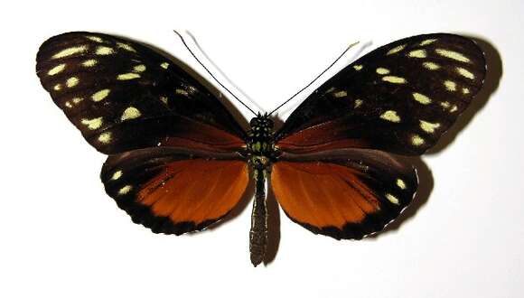 Image of Heliconius zuleika