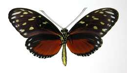 Image of Heliconius zuleika