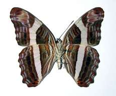 Image of <i>Adelpha fessonia</i>