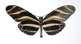 Image of Zebra Longwing