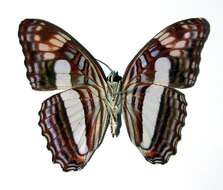 Image of <i>Adelpha barnesia leucas</i>