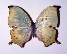 Imagem de <i>Zaretis callidryas</i>