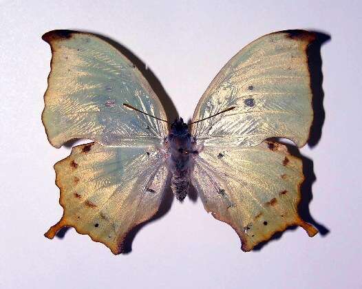 Imagem de <i>Zaretis callidryas</i>