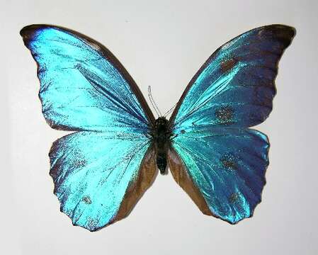 Imagem de Morpho amathonte Deyrolle 1860