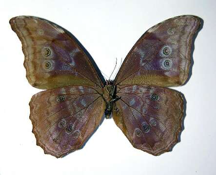 Imagem de Morpho amathonte Deyrolle 1860