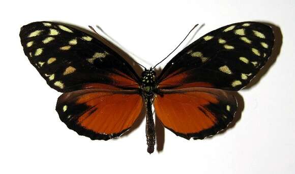 Image of Heliconius zuleika