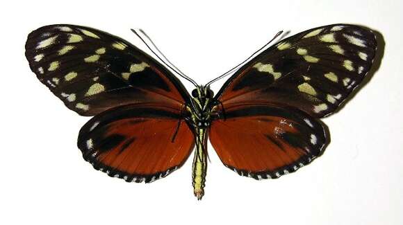 Image of Heliconius zuleika