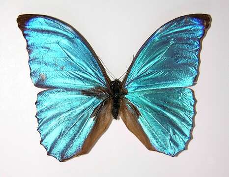 Imagem de Morpho amathonte Deyrolle 1860