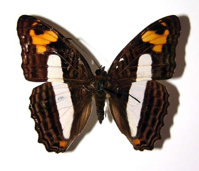 Image of <i>Adelpha barnesia leucas</i>