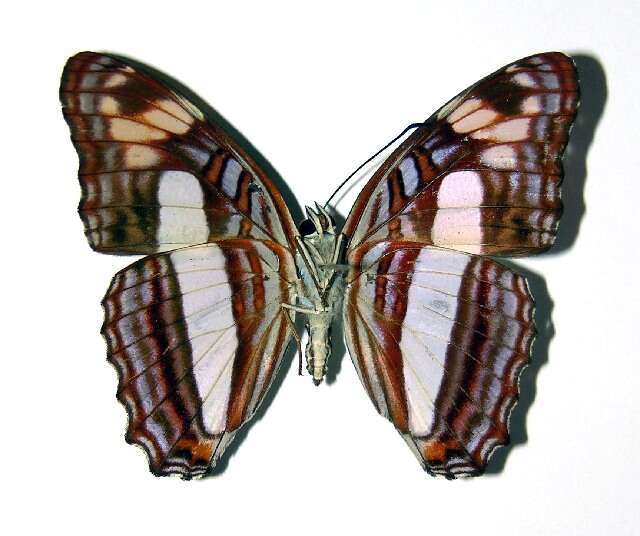 Image of <i>Adelpha barnesia leucas</i>