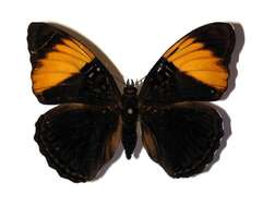 صورة <i>Adelpha melanthe</i>