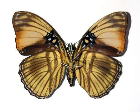 صورة <i>Adelpha melanthe</i>