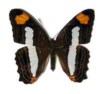 Imagem de <i>Adelpha iphicleola</i>