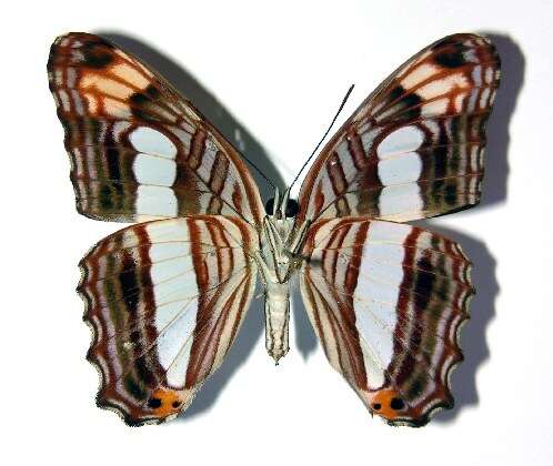 Imagem de <i>Adelpha iphicleola</i>