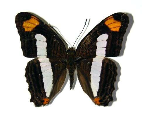 Imagem de <i>Adelpha iphicleola</i>