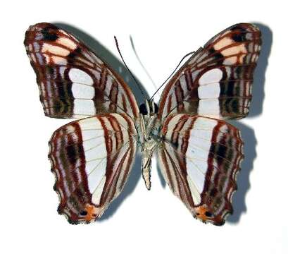 Imagem de <i>Adelpha iphicleola</i>