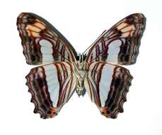 Imagem de <i>Adelpha iphicleola</i>