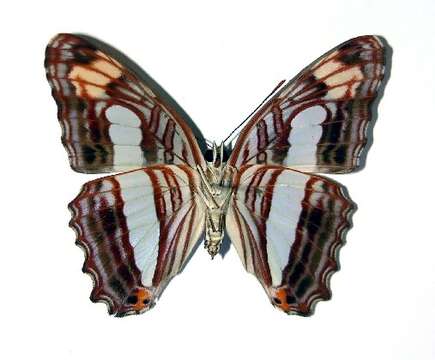 Imagem de <i>Adelpha iphicleola</i>