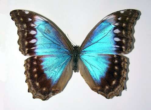 Imagem de Morpho amathonte Deyrolle 1860