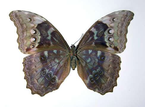 Imagem de Morpho amathonte Deyrolle 1860