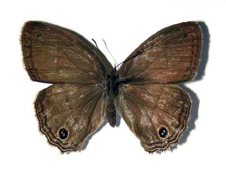 Слика од Euptychiina