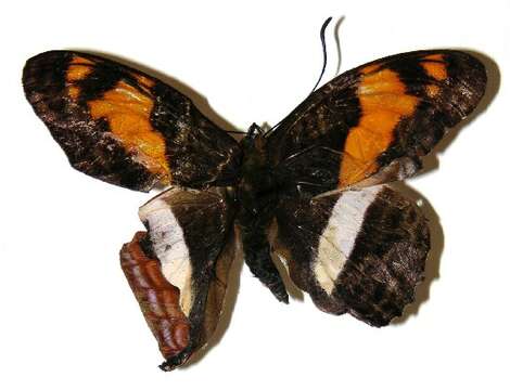 Image of Adelpha pseudaethalia