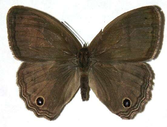 Plancia ëd <i>Cissia themis</i> (Butler 1867)