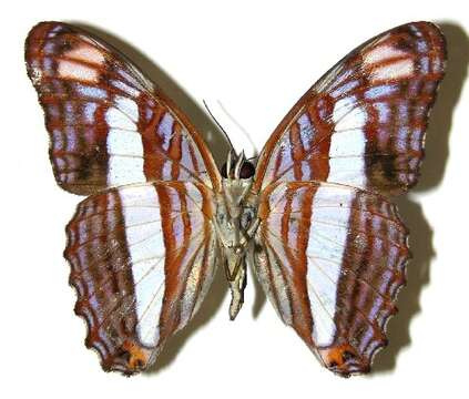 Image of Adelpha