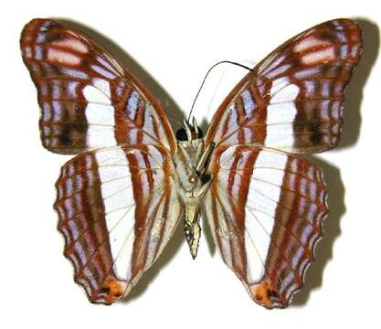 Image of Adelpha