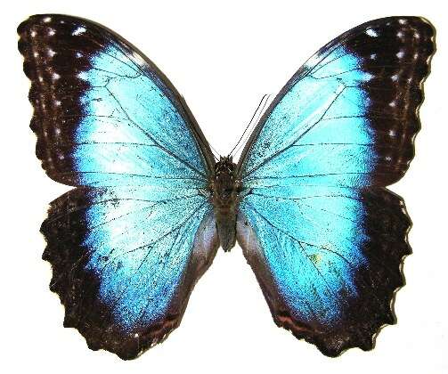 صورة Morpho granadensis Felder 1867