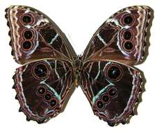 صورة Morpho granadensis Felder 1867