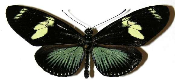 Image of Heliconius doris Linnaeus 1771