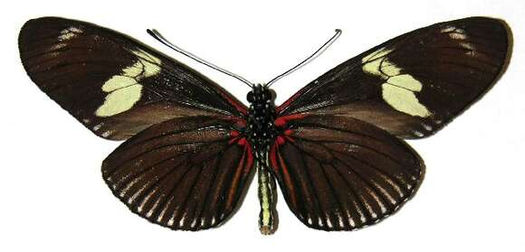 Image of Heliconius doris Linnaeus 1771